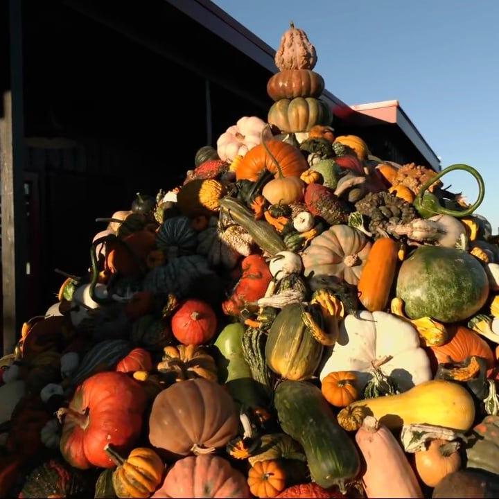 Keith Kaiser admires the pumpkin mound
